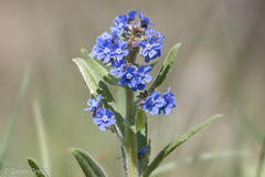 Cynoglottis barrelieri
