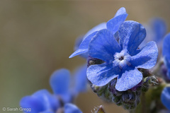 Cynoglottis barrelieri