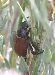 Paracotalpa