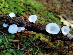 Gloeoporus phlebophorus