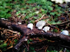 Gloeoporus phlebophorus