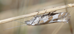 Ypsolopha maculatella