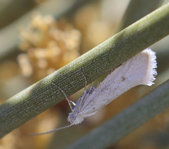 Ypsolopha maculatella
