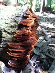Hymenochaete setipora