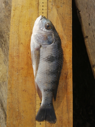 Oreochromis karongae