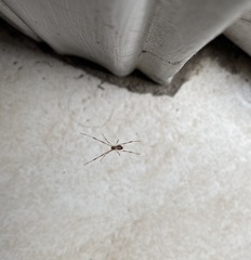 Latrodectus geometricus