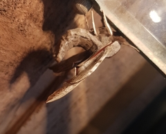 Smerinthus ocellata