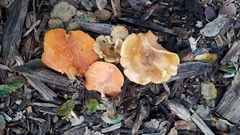 Hygrophoropsis aurantiaca image