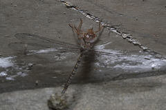 Gynacantha nourlangie