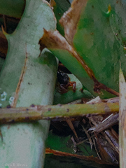 Epipedobates machalilla