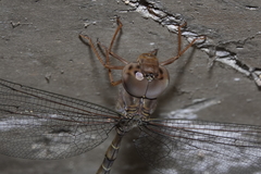 Gynacantha nourlangie