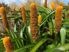 Bulbinella rossii