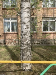 Betula