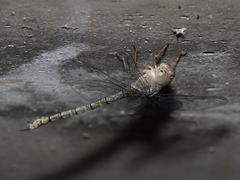 Gynacantha nourlangie