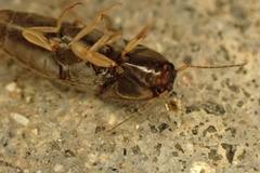 Elateridae