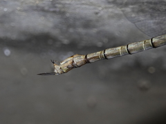 Gynacantha nourlangie