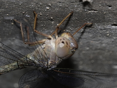 Gynacantha nourlangie