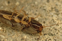 Elateridae