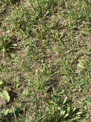 Taraxacum officinale