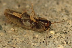 Elateridae
