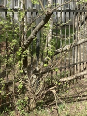 Caragana arborescens