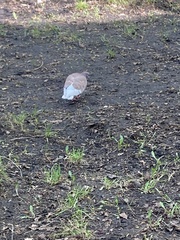 Columba livia domestica
