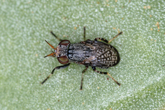 Stictomyia longicornis
