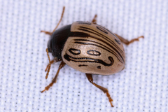 Zygogramma heterothecae