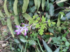 Corydalis edulis