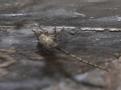 Gynacantha nourlangie