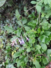 Corydalis edulis