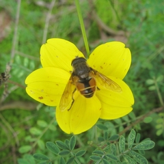 Eristalis bogotensis