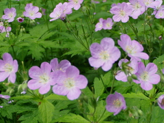 Geranium maculatum