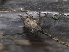 Gynacantha nourlangie