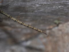 Gynacantha nourlangie