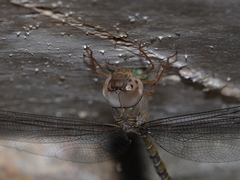 Gynacantha nourlangie