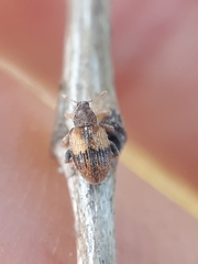 Rhynchaenus xylostei