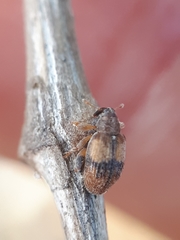 Rhynchaenus xylostei