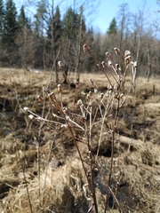 Senecio sarracenicus