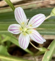 Claytonia caroliniana