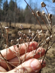 Senecio sarracenicus