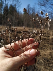 Senecio sarracenicus