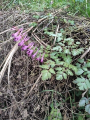 Corydalis sheareri