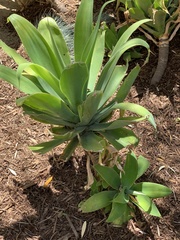 Agave