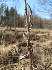 Senecio sarracenicus