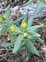 Lithospermum californicum