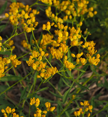 Haplophyllum buxbaumii