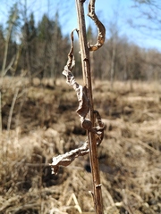 Senecio sarracenicus