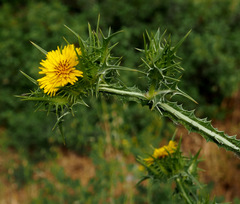 Scolymus maculatus
