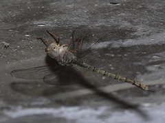 Gynacantha nourlangie